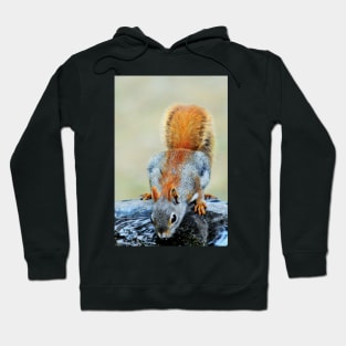 Thirsty Red Squirrel Hoodie